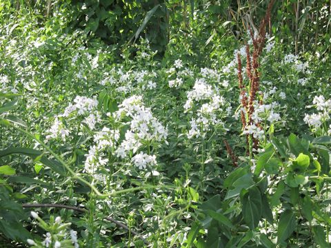 Saponaria officinalis