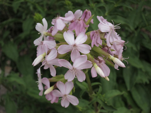 Saponaria officinalis