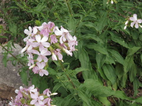 Saponaria officinalis