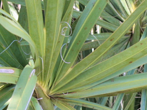 Sabal uresana