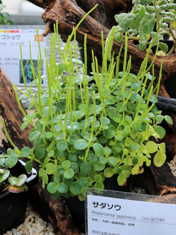 Peperomia japonica