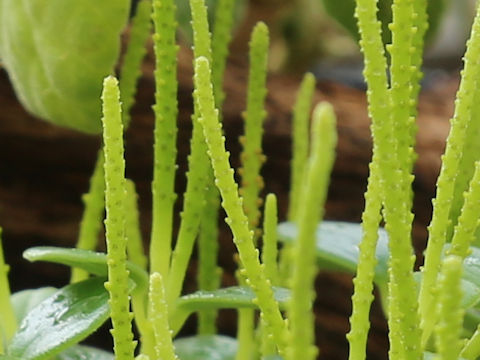 Peperomia japonica