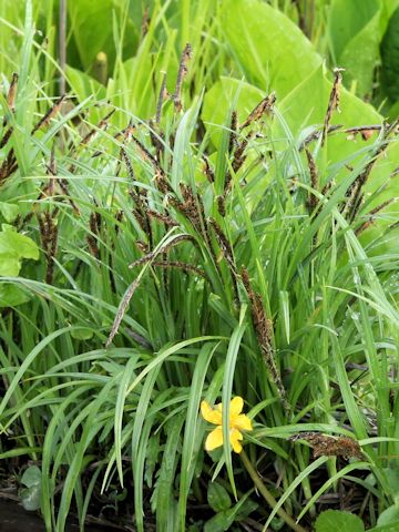 Carex sadoensis