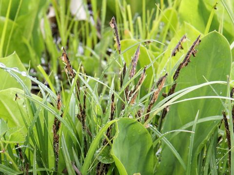 Carex sadoensis