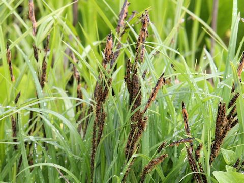 Carex sadoensis