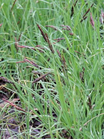 Carex sadoensis