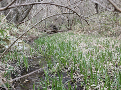 Carex sadoensis