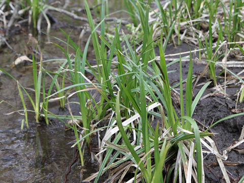 Carex sadoensis