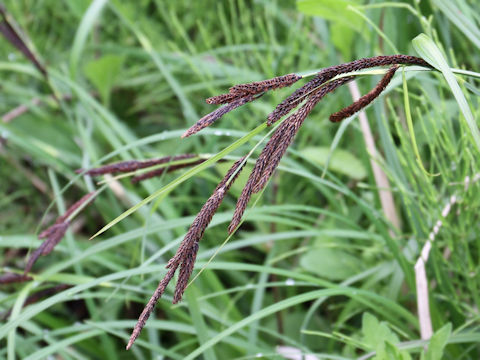 Carex sadoensis