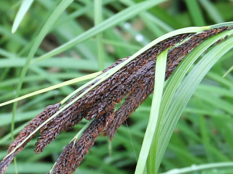 Carex sadoensis