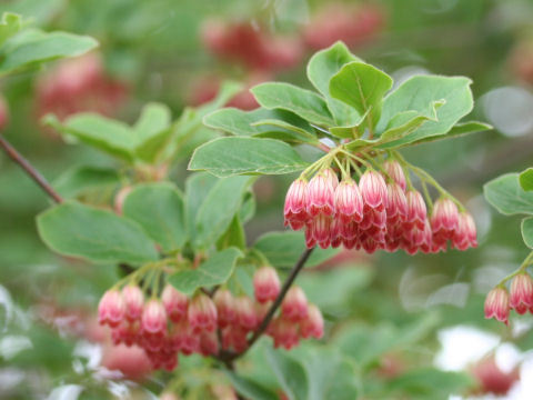 Enkianthus campanulatus