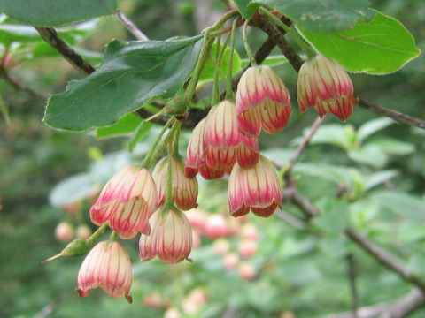 Enkianthus campanulatus