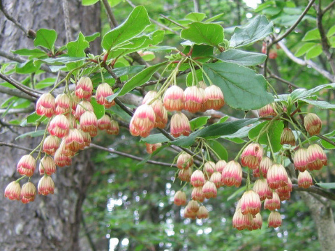 Enkianthus campanulatus