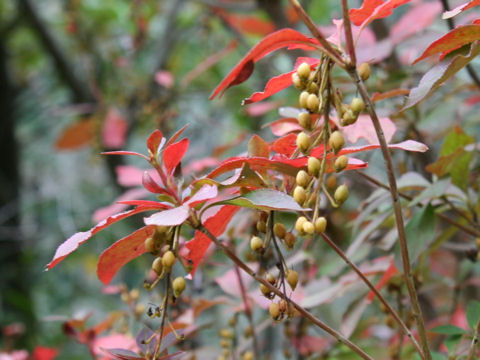 Enkianthus campanulatus