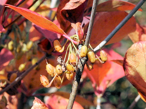 Enkianthus campanulatus