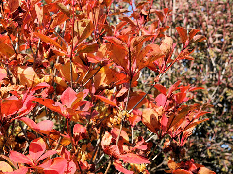 Enkianthus campanulatus