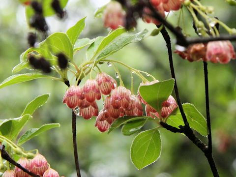 Enkianthus campanulatus