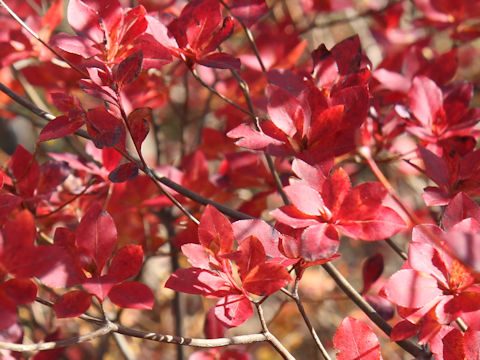 Enkianthus campanulatus