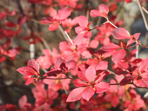 Enkianthus campanulatus