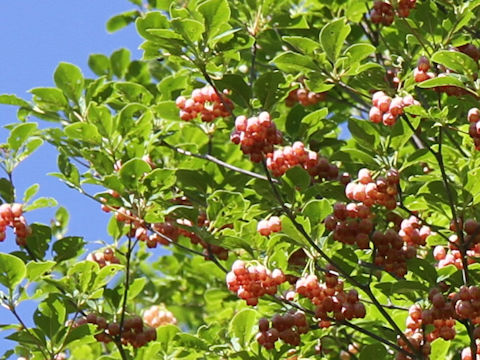 Enkianthus campanulatus