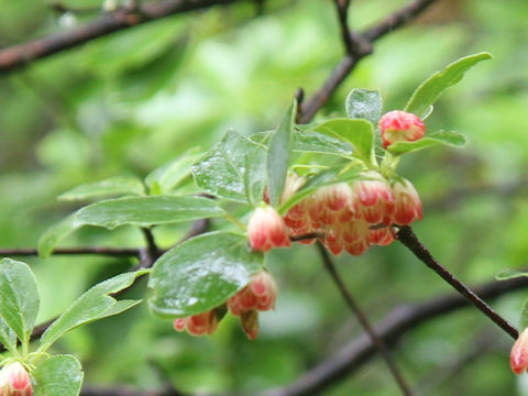 Enkianthus campanulatus