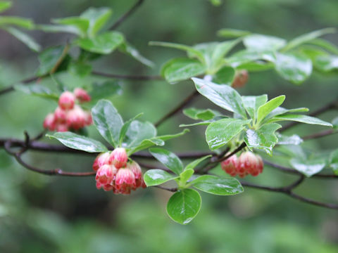 Enkianthus campanulatus