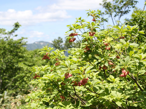 Enkianthus campanulatus