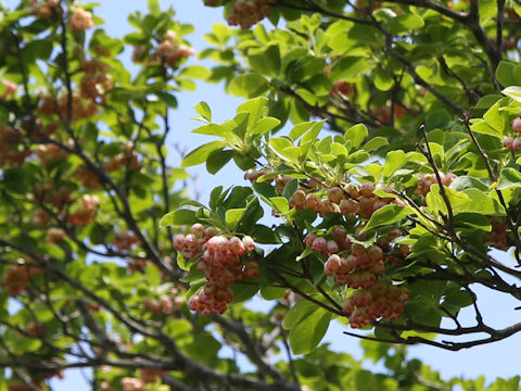 Enkianthus campanulatus