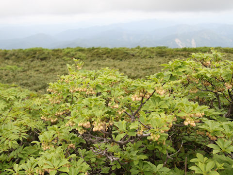 Enkianthus campanulatus