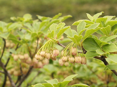 Enkianthus campanulatus