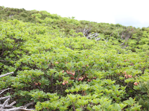 Enkianthus campanulatus