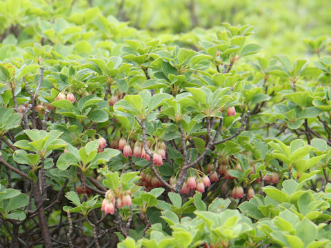 Enkianthus campanulatus