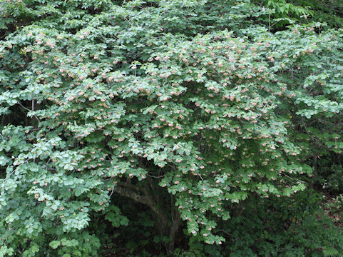 Enkianthus campanulatus