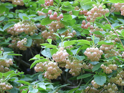 Enkianthus campanulatus