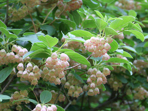 Enkianthus campanulatus