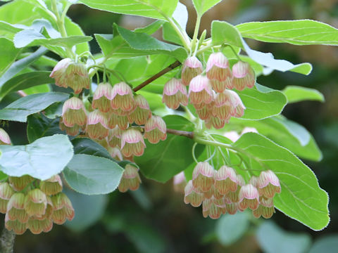 Enkianthus campanulatus