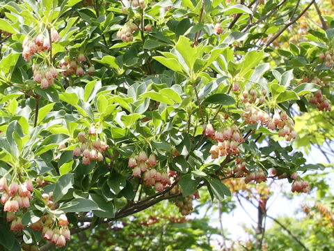 Enkianthus campanulatus