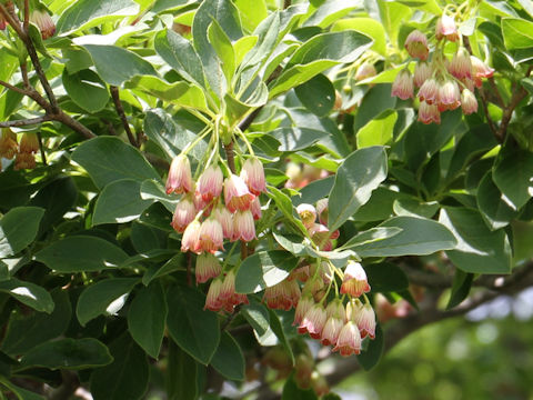 Enkianthus campanulatus