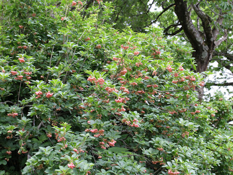 Enkianthus campanulatus