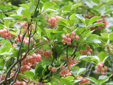 Enkianthus campanulatus