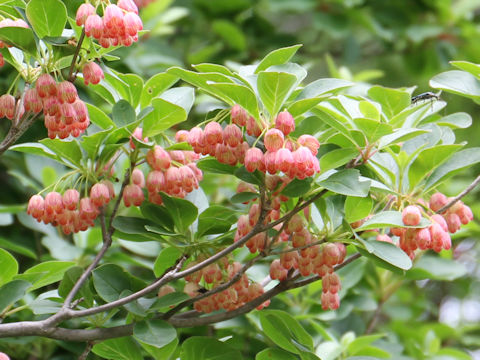 Enkianthus campanulatus