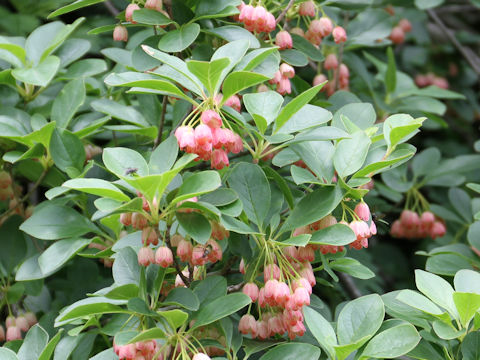 Enkianthus campanulatus