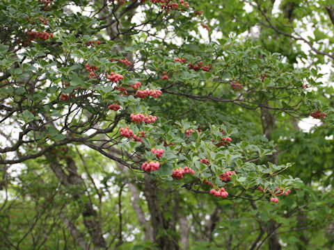 Enkianthus campanulatus