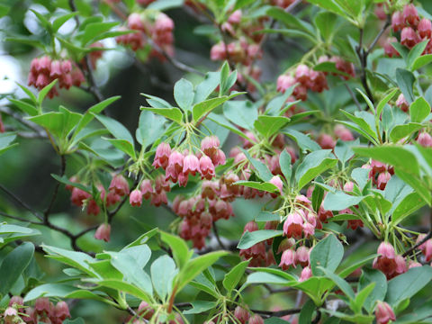 Enkianthus campanulatus