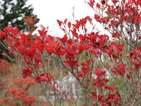 Enkianthus campanulatus