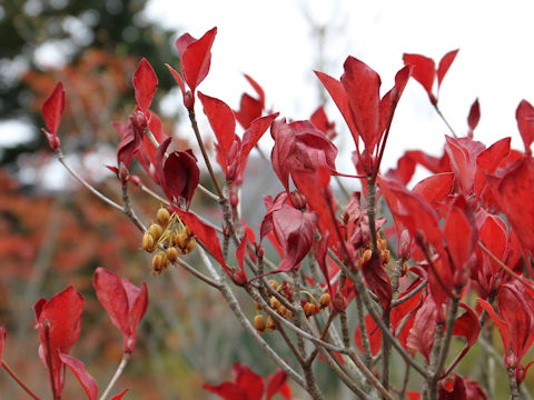 Enkianthus campanulatus