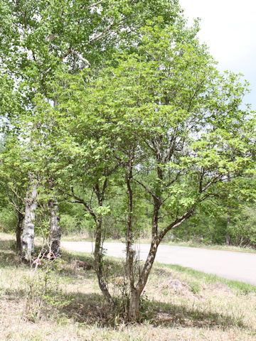 Enkianthus campanulatus