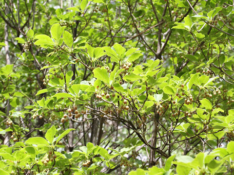 Enkianthus campanulatus