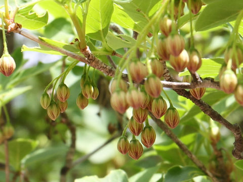 Enkianthus campanulatus