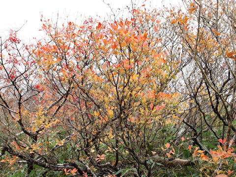 Enkianthus campanulatus